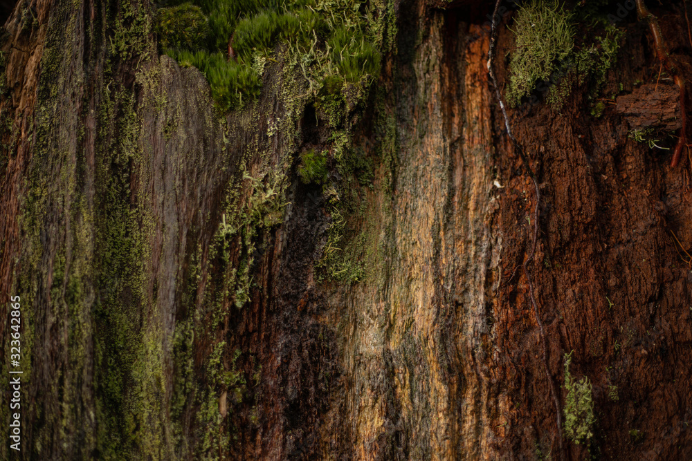 Tree Bark and Moss Tree Bark and Moss