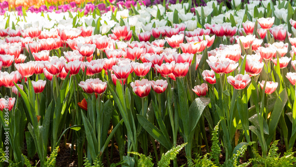 Beautiful red tulips and a variety of natural colors.