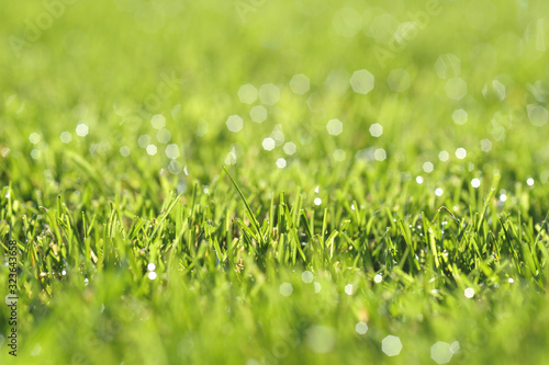 Saftig und frisch grüner Rasen Nahaufnahme mit Bokeh und schönen Lichtreflexionen