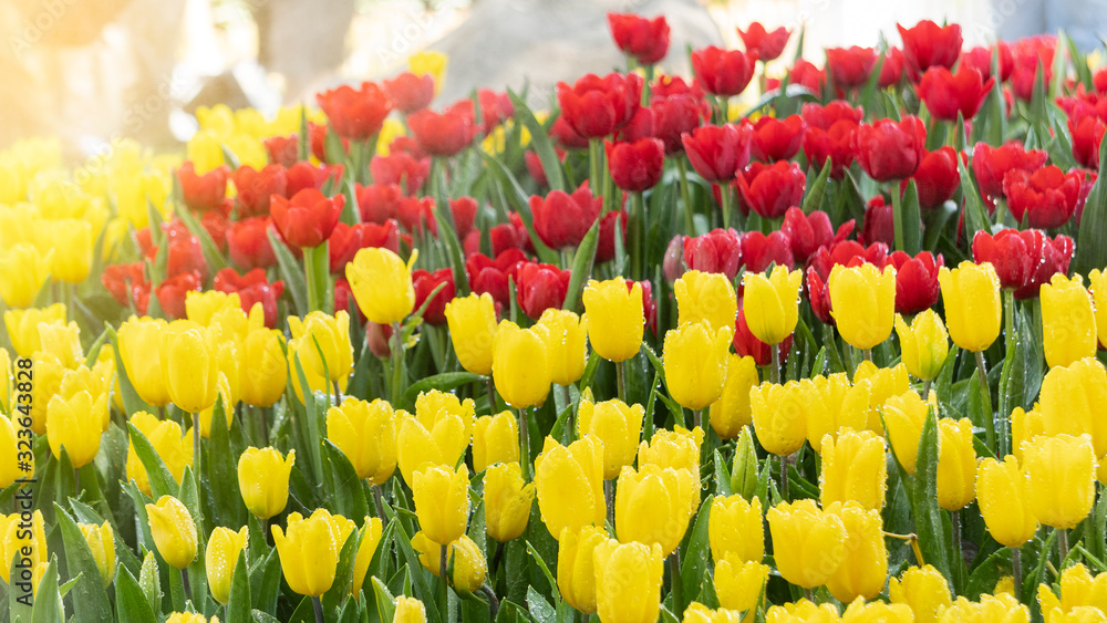 Beautiful yellow and red tulips and a variety of natural colors