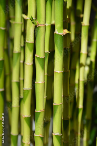 Fototapeta Naklejka Na Ścianę i Meble -  Lucky bamboo