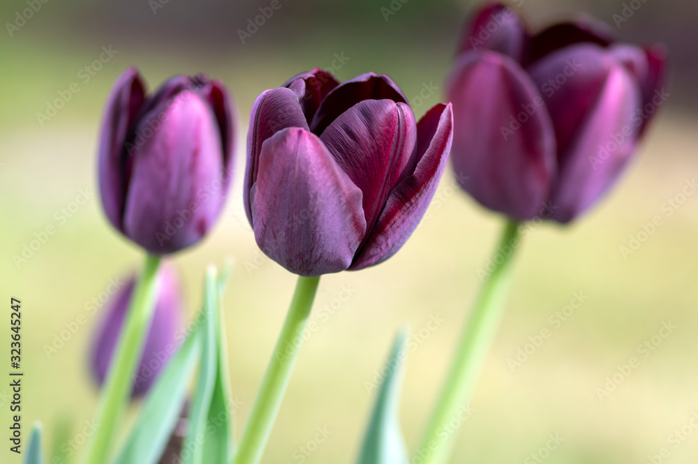 Fototapeta premium Beautiful dark purple flowering tulips in springtime garden, early tulipa gesneriana flowers in bloom, flowers bunch in daylight
