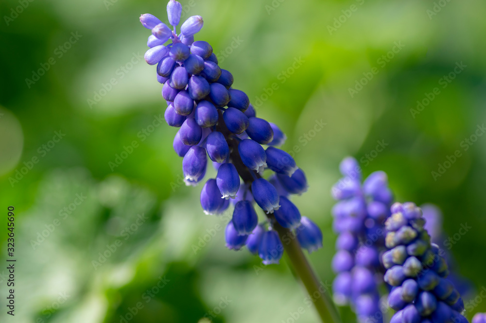 Muscari armeniacum flowering plant, blue spring bulbous grape hyacinth flowers in bloom in the garden Muscari armeniacum flowering plant, blue spring bulbous grape hyacinth flowers in bloom in the garden
