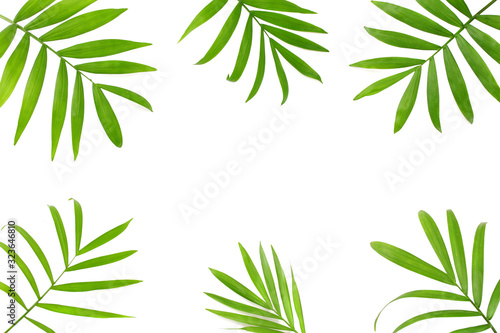 Coconut green leaves isolated on white background. top view
