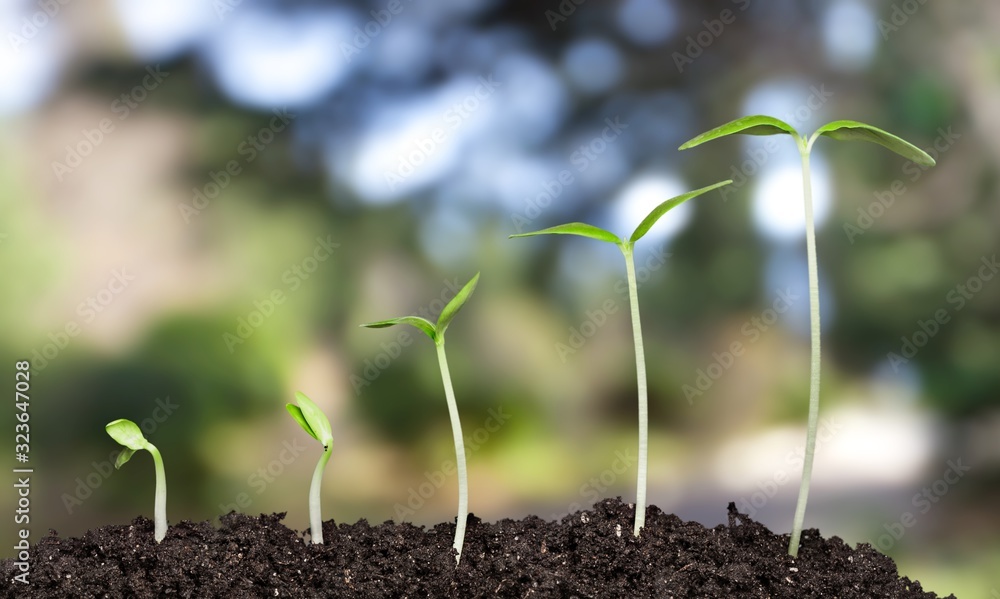 Fototapeta premium Growth.
