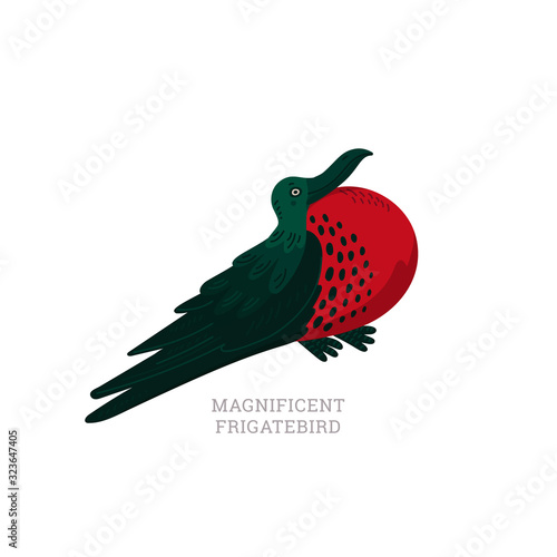 Rare animals collection. Magnificent frigatebird, Fregata magnificens. Big seabird with striking red gular sac. Flat style vector illustration isolated on white background.