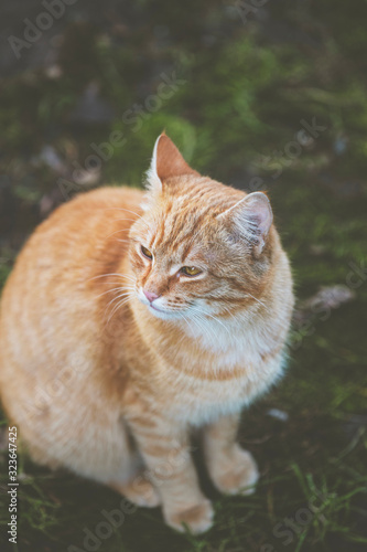 Portrait of a street homeless red cat sitting and looking at camera in old european city  animal natural background.