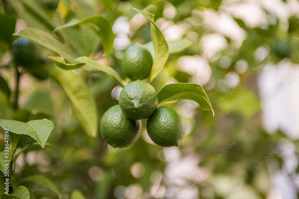 Juicy limes growing on tree