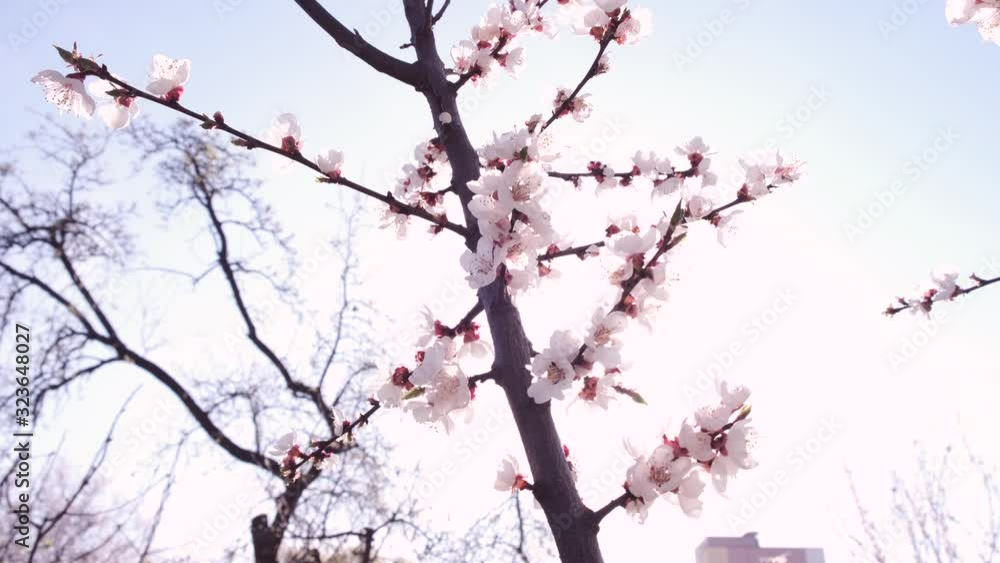 springtime in garden