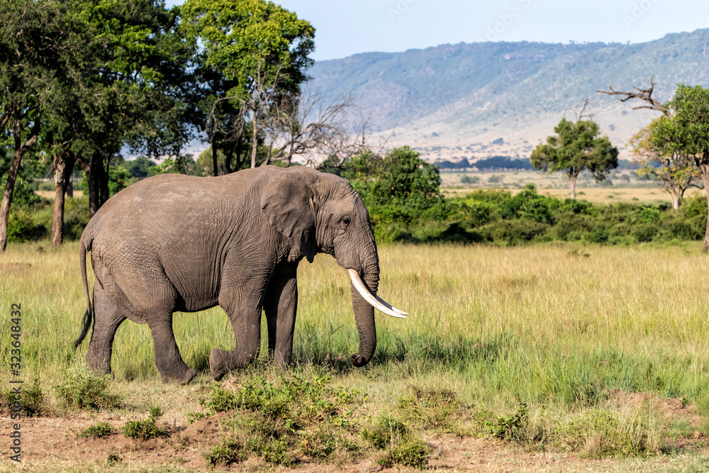 Fototapeta premium Elephant bull walking in the Masai Mara Game Reserve in Kenya