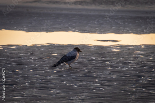 Hooded crow walking on the ripples of sand on frozen beach of Baltic sea at sunset