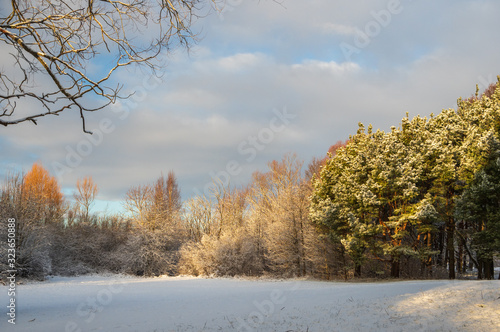 Landscape with snowy trees in Pärnu rannapark lit by soft winter morning light  photo