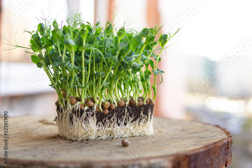 Fototapet Close up view of young vegetable pea sprouts, micro greens