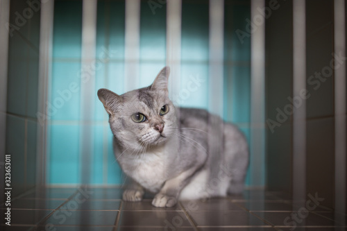 Sick, scared, cat waiting for treatment in a cage of a veterinarian clinic