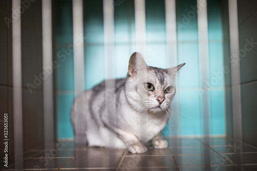 Sick, scared, cat waiting for treatment in a cage of a veterinarian clinic
