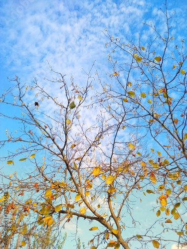 Blue sky and branches in Fall,Landscape background.