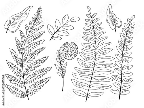 Fern plant graphic black white isolated set illustration vector