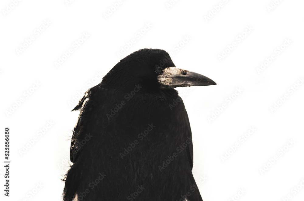 Fototapeta premium Rook bird in profile on a white isolated background