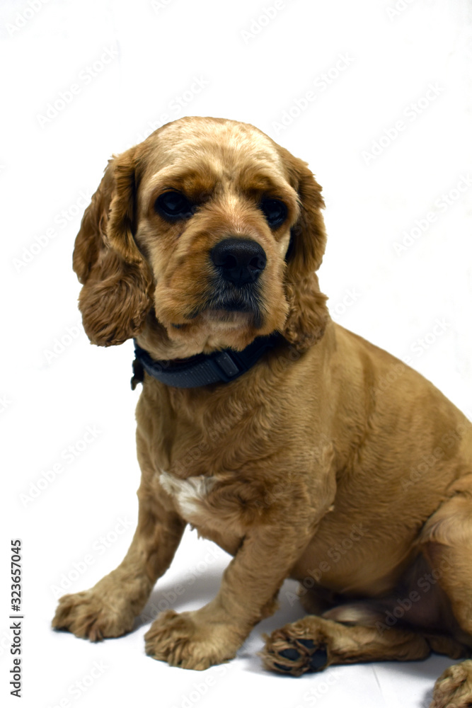 american cocker spaniel isolated on white background