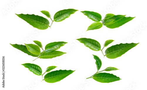 tea leaf on white background © Chanwit