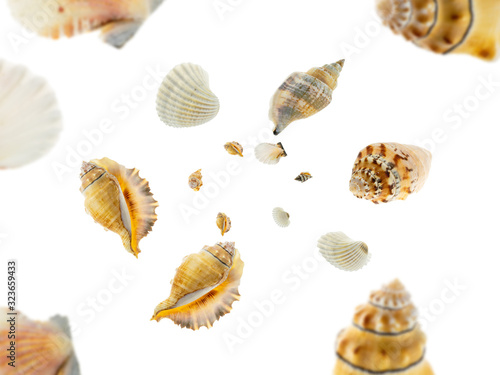 Summer holidays background. Seashell falling on white. Tropical sea shells concept
