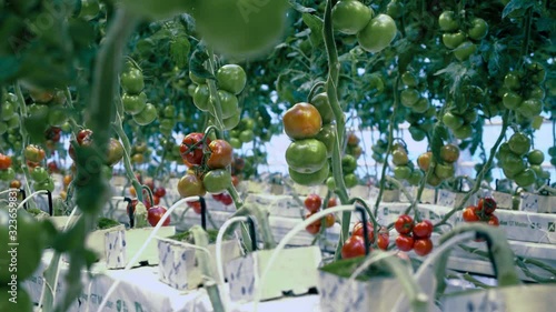 Green and red tomatoes growing in the hothouse photo