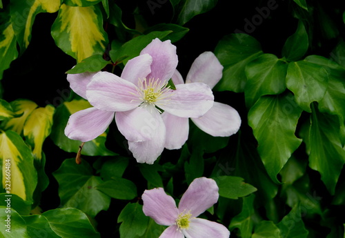 Weiß-rosa blühente Klematis