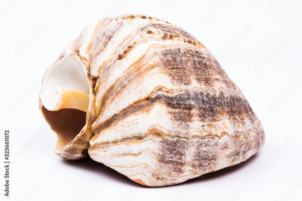 Seashell isolated on  white background. Background for design