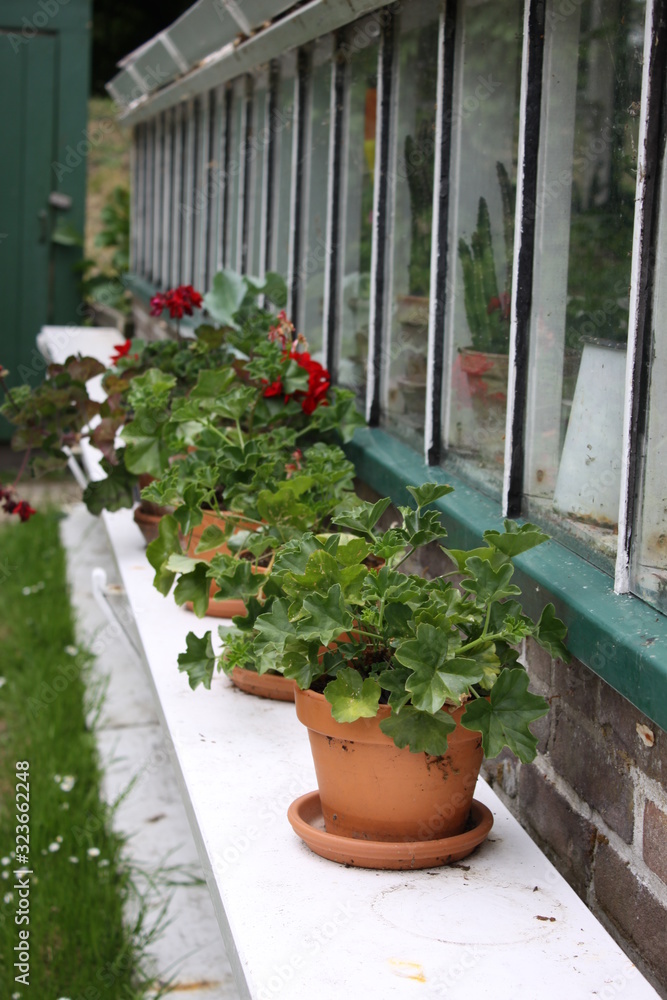 Naklejka premium plants in pots