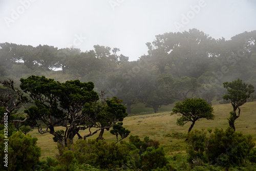 landscape with trees photo