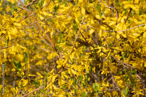 Yellow flowers of bush Forsythia in spring bloom