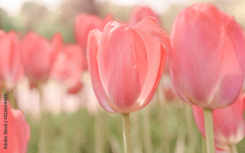 spring tulip blooms in the garden, romantic and dreamy mood, lush lava and aqua menthe colors, the concept of youth and growth spring tulip blooms in the garden, romantic and dreamy mood, lush lava and aqua menthe colors, the concept of youth and growth