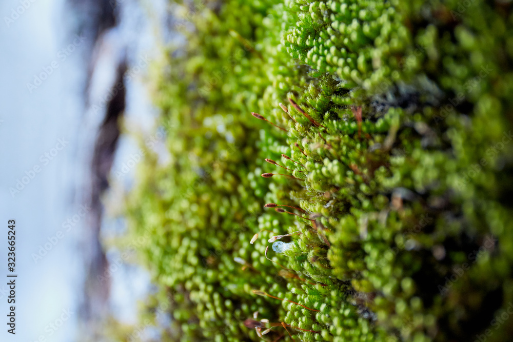 Springs, moss Springs, moss