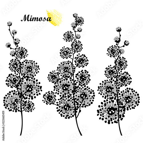 Set of Mimosa or Acacia dealbata or silver wattle flower bunch silhouettes in black isolated on white background. 