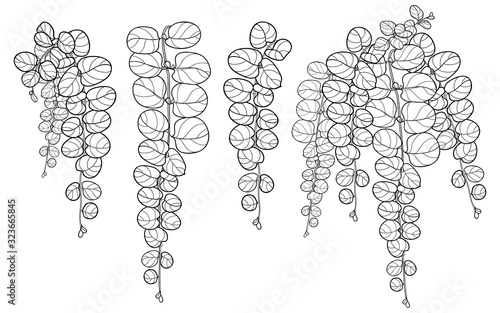 Set with outline Lysimachia or moneywort or creeping jenny leaf bunch in black isolated on white background.