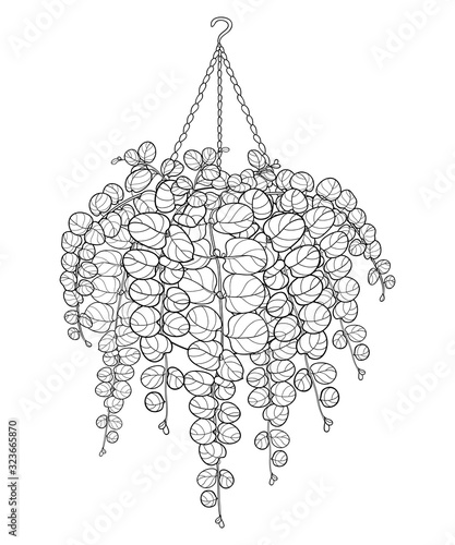 Bunch with outline Lysimachia or moneywort or creeping jenny leaf in ornamental flowerpot in black isolated on white background.