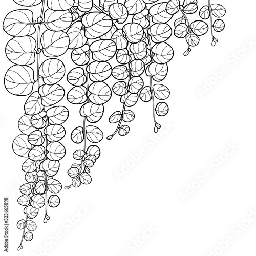 Сorner bunch with outline Lysimachia or moneywort or creeping jenny leaf in black isolated on white background.