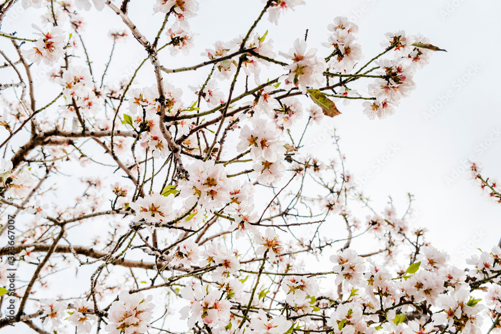 Blooming almond tree branches, selective focus Blooming almond tree branches, selective focus