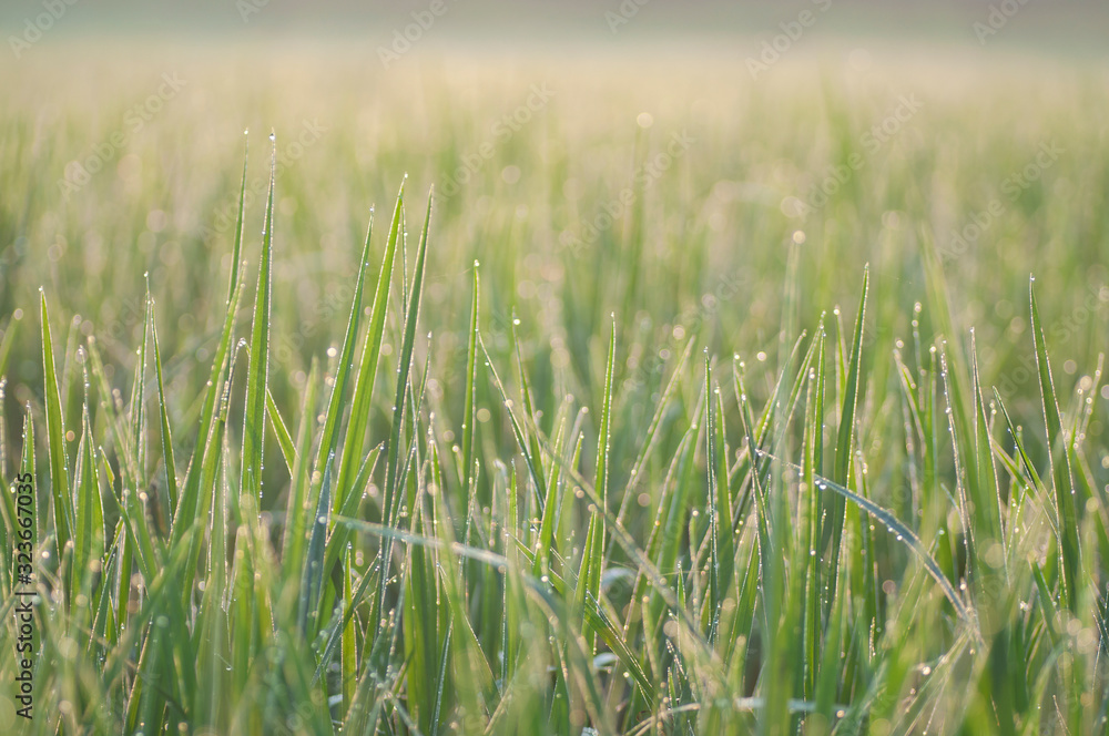 close up of yellow green rice field close up of yellow green rice field