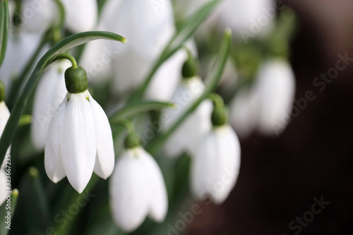 Snowdrop flowers close up. Spring symbol blooming in the forest