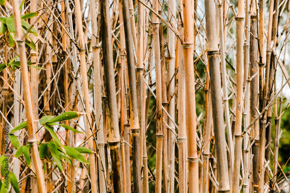 Obraz premium Closeup of bamboo reeds bokeh and green leaves