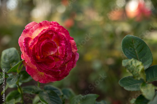 Pink rose in the back garden of the house