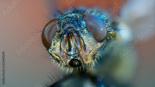 Macro photo  fly head © luchschenF