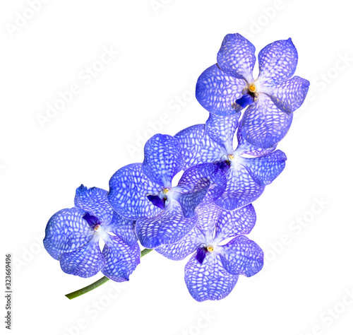 perfect blue orchid flower isolated on white background photo