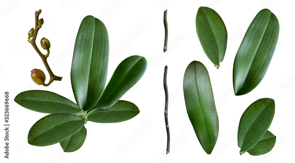 a set of orchid leaves, stem, branch and buds isolated - obrazy, fototapety, plakaty 