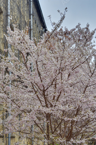Wallpaper Mural 旧成徳中学校の桜 Torontodigital.ca