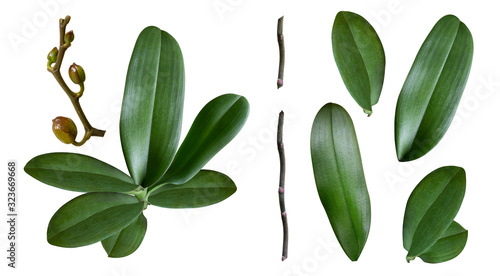 a set of orchid leaves, stem, branch and buds isolated photo