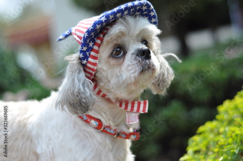 portrait of the dog