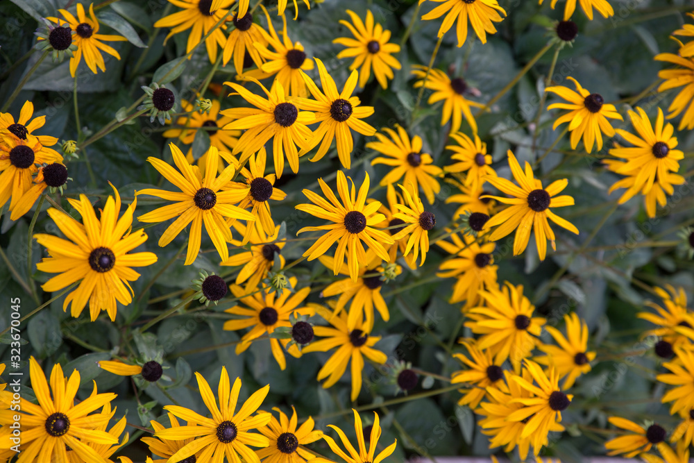 Yellow rudbeckia in the back garden of the house Yellow rudbeckia in the back garden of the house