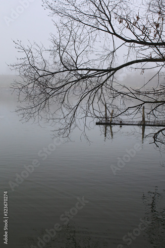  Jetty, lake, tree and foggy day